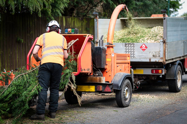 Best Lawn Disease Treatment  in Lakeside, TX