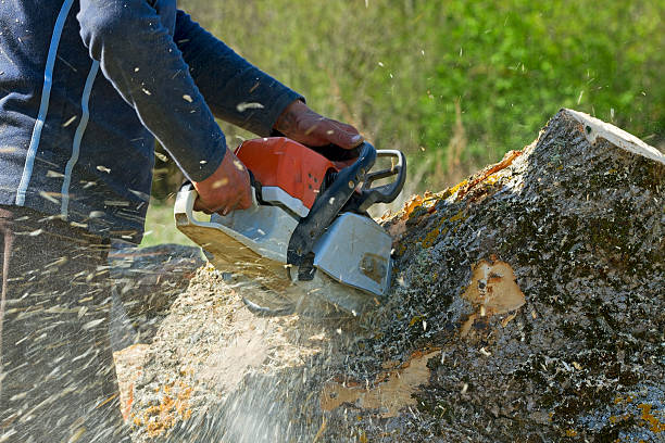 Best Storm Damage Tree Cleanup  in Lakeside, TX