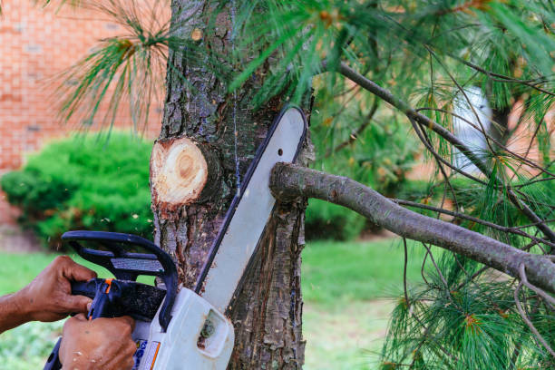 How Our Tree Care Process Works  in  Lakeside, TX